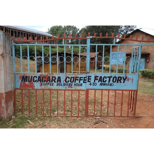 【COFFEE】KENYA MUCHAGARA FACTORY AA